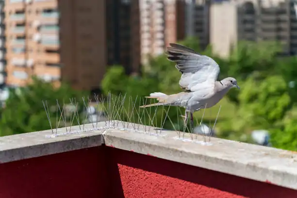 تركيب طارد حمام في دبي – "سهم العرب"